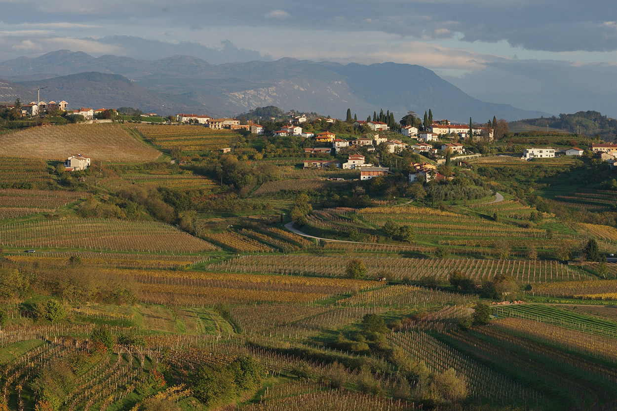 Panoramic view of Medana village, terraced Eocene marl vineyards, and the Julian Alps