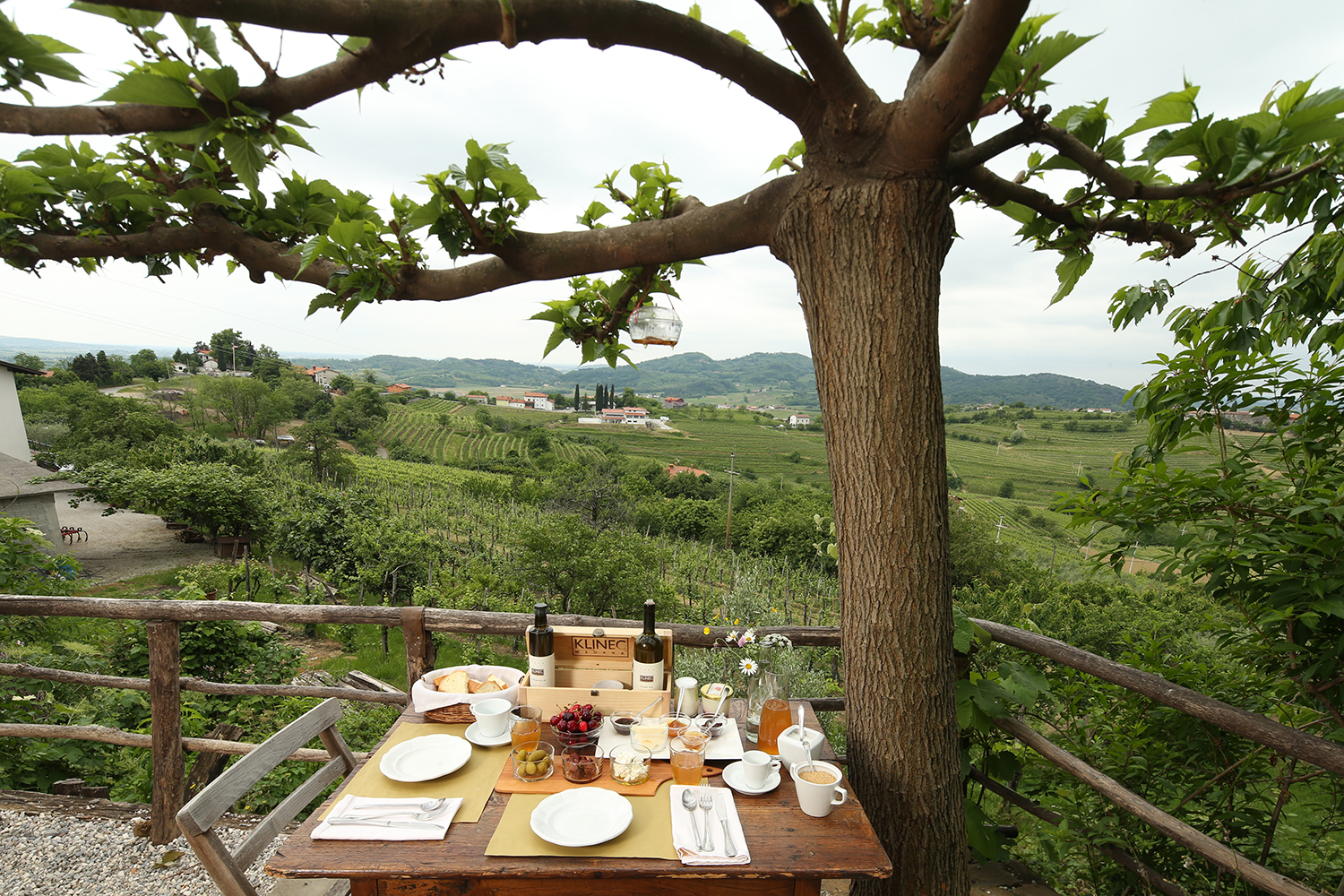 Table set beneath the mulberry tree on the sunlit terrace overlooking Medana vineyards