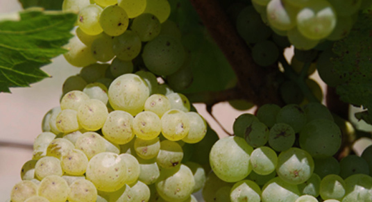 Klinec vineyard and cellar stage